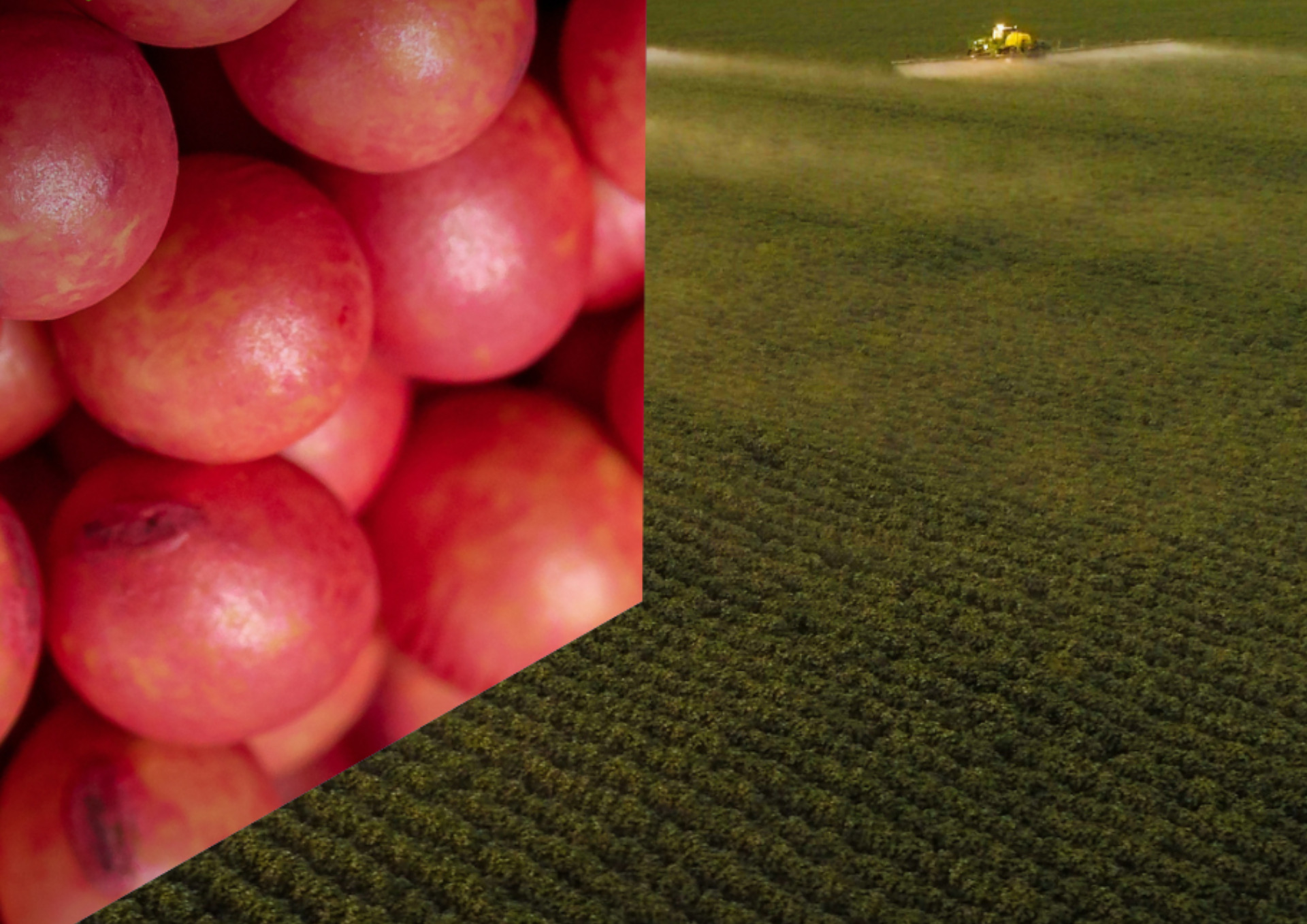 Nanotecnologia no agro_Revella