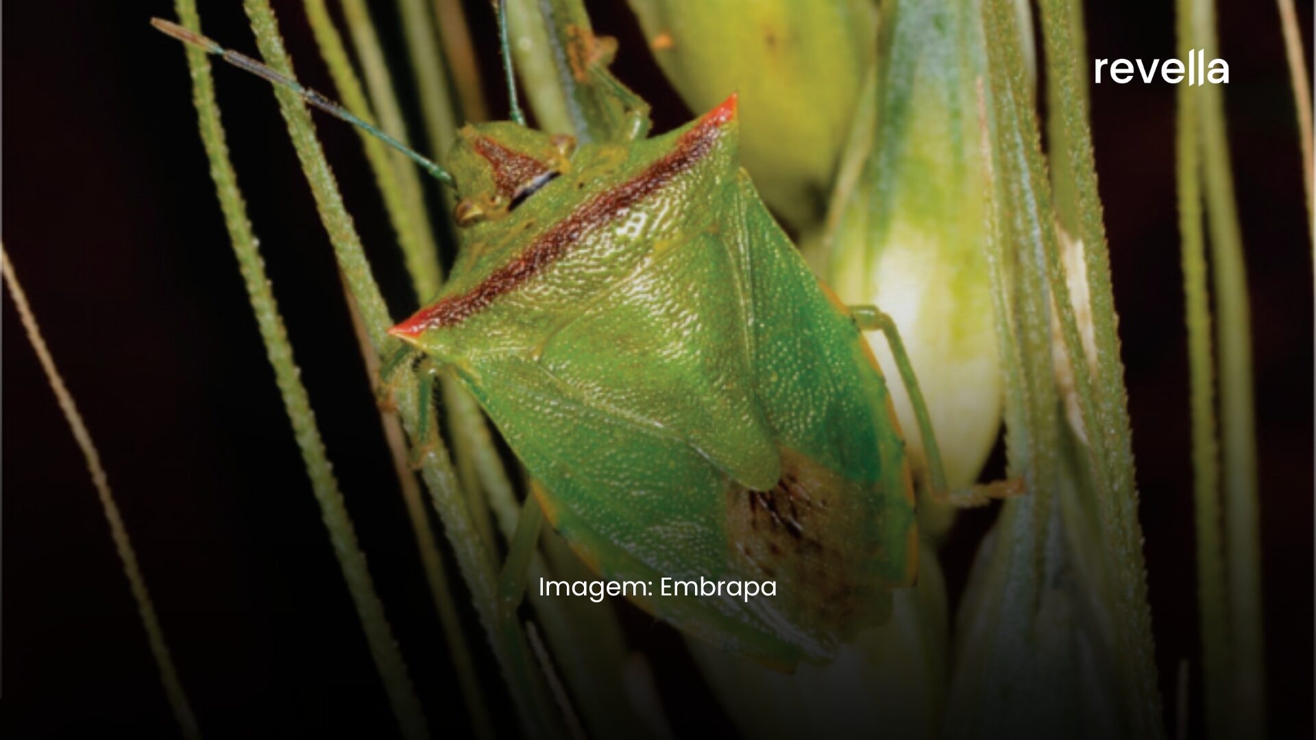 Pragas do trigo Fonte: Embrapa