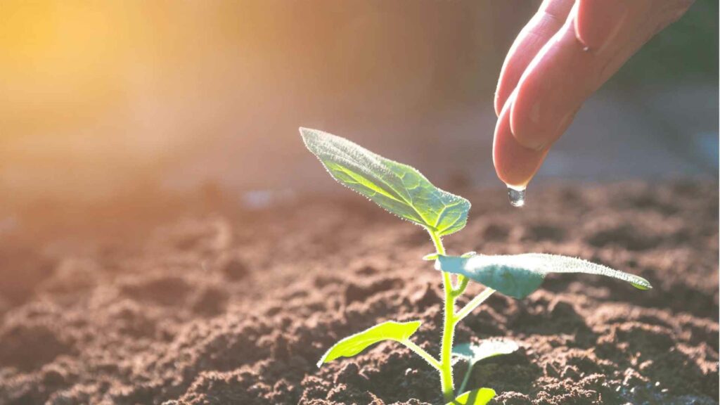 nanopartículas en la agricultura
