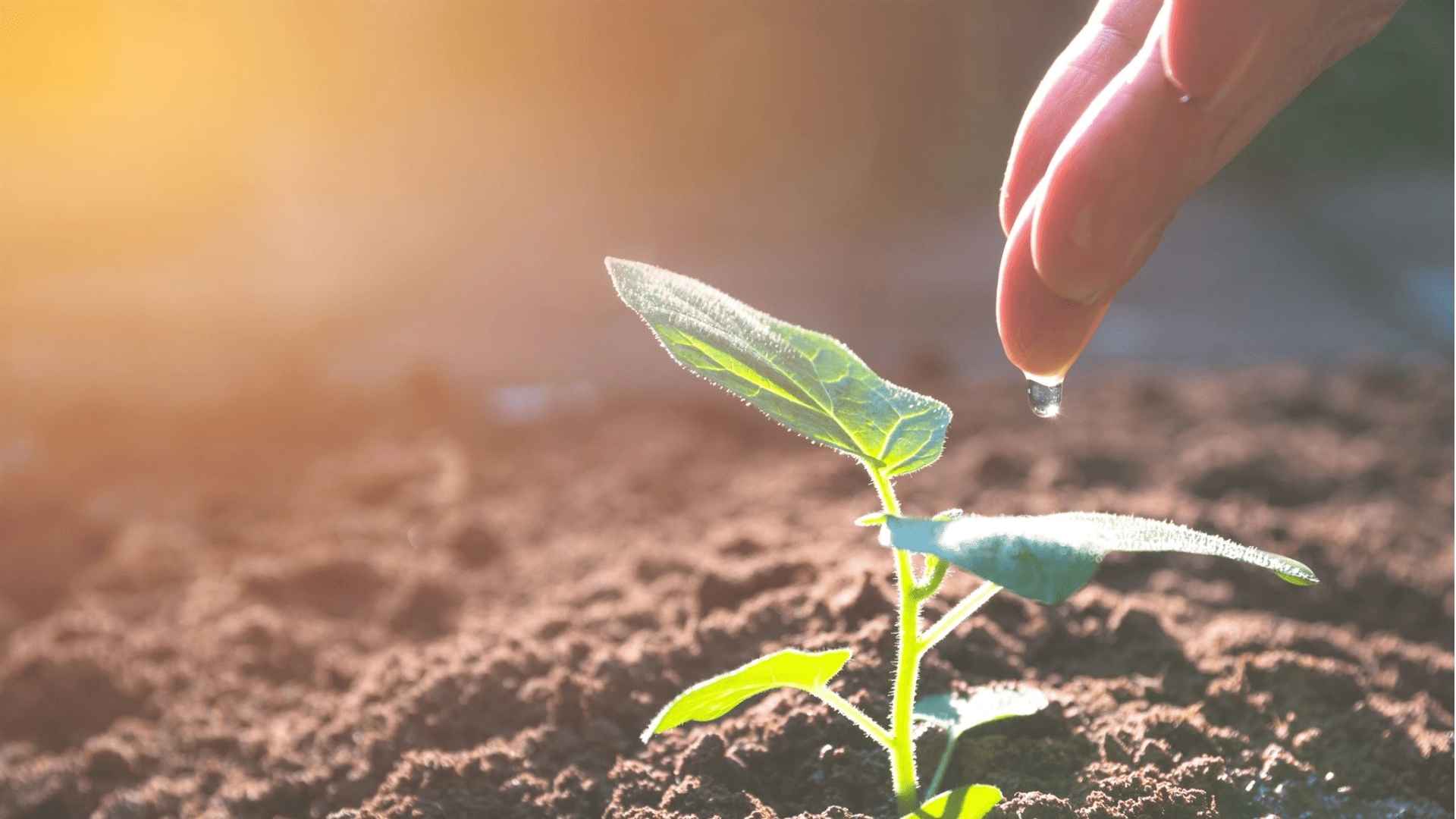 nanopartículas na agricultura