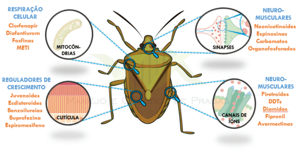 Inseticidas reguladores de crescimento: conhecer para melhor manejar