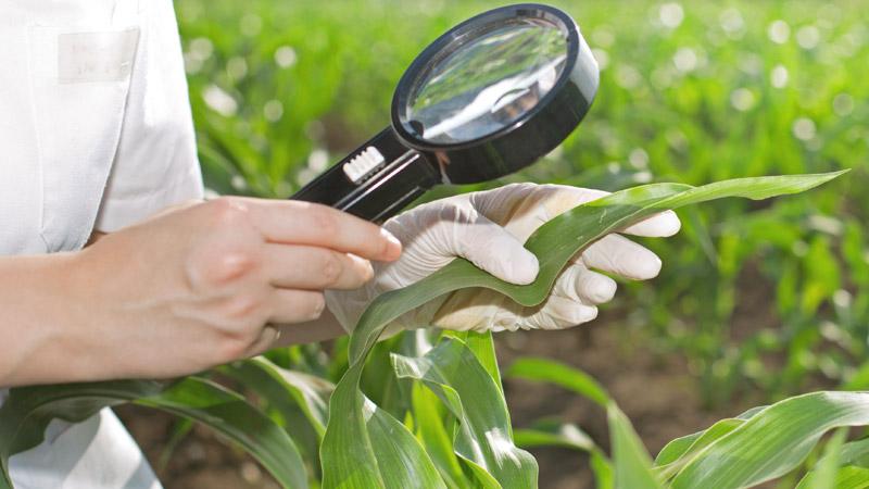 Manejo Integrado de Pragas com extratos vegetais: essencial para a sustentabilidade da produção - Boas Práticas Agronômicas