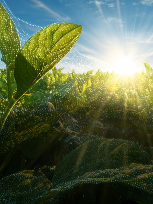 Sol forte? Proteja sua lavoura com tecnologia anti-UV
